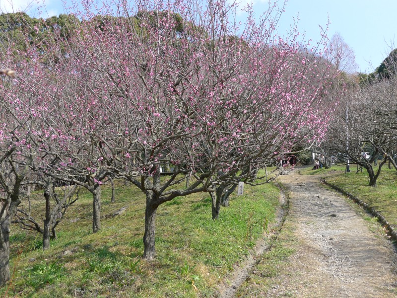 枚岡梅林